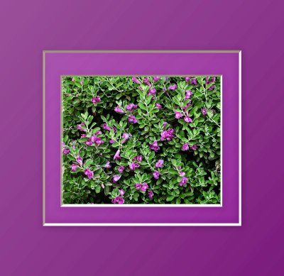 Purple At Play.jpg
