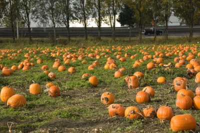 Pumpkin