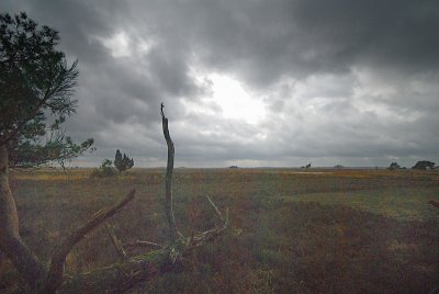 Dwingelderveld