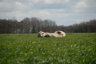 Norger schapen