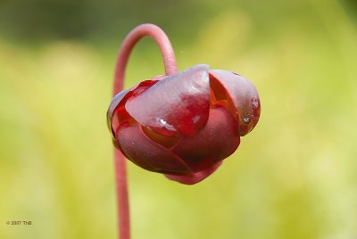Pitcher plant