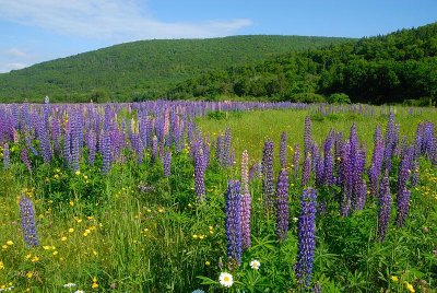 Overal wilde lupines