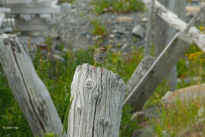vogeltje