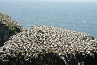 Cape St. Mary