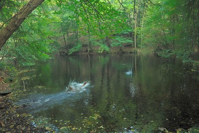 St. Jansberg. Stok en Saffra tegelijk te water.