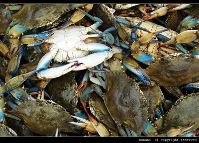 Crab Fishing at Galveston, 2007