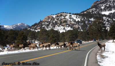 Why Do Elk Cross the Road?