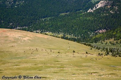 Elk on the Southside of the Track