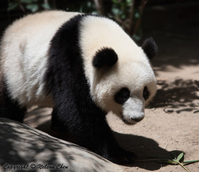 Panda Hua-Mei (China-USA)