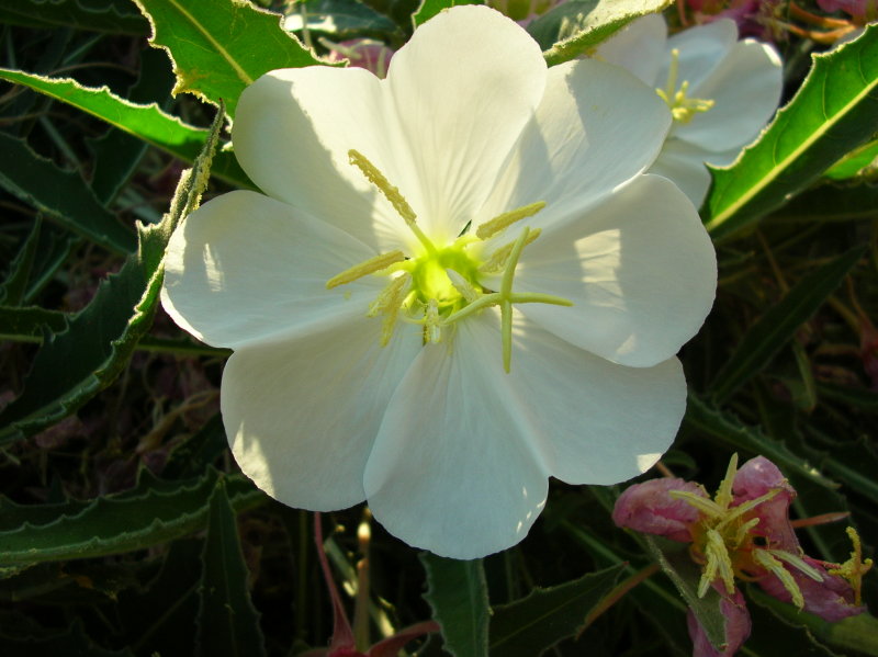 White Evening Primrose - Oenothera caespitosa