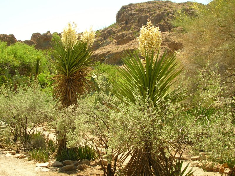 Yuccas flowering in the Cactus Garden