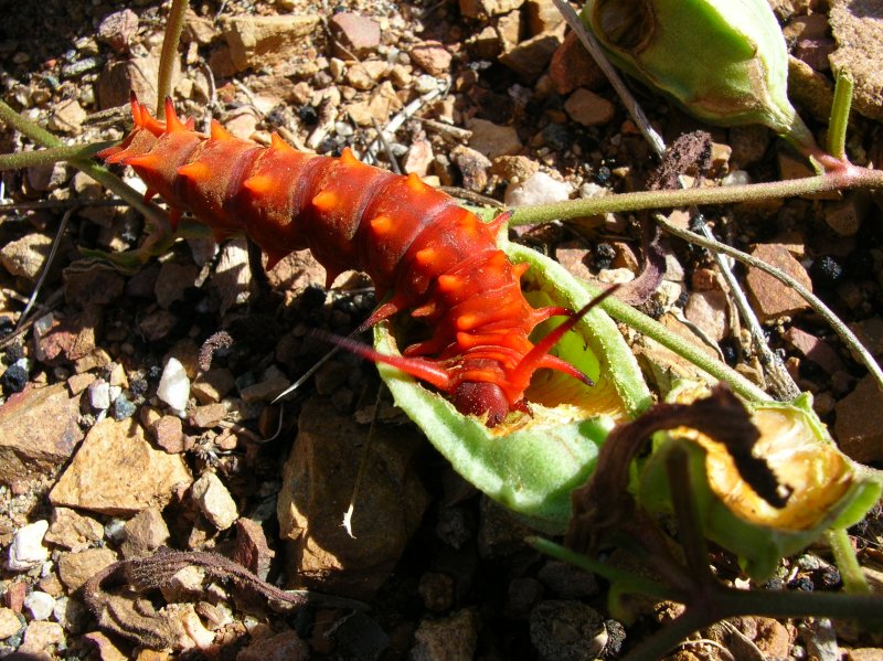 Pipevine Swallowtail caterpillar