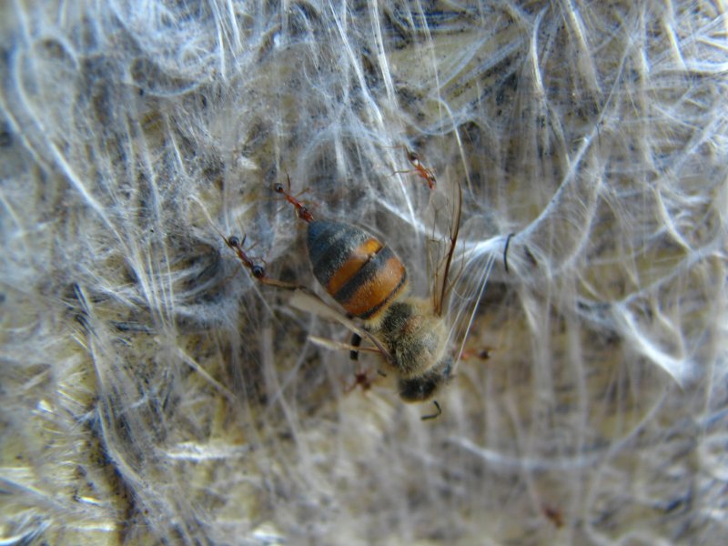 Ants hauling a dead honey bee