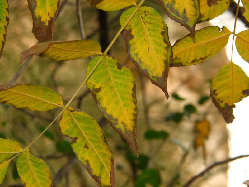 Fall color - Arizona walnut