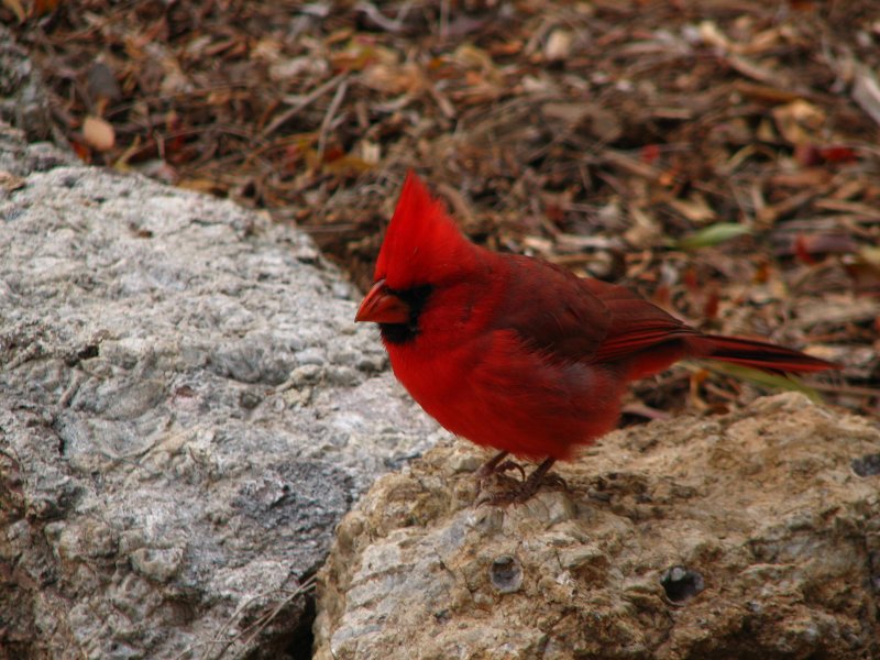 Cardinal near the main trail in the canyon