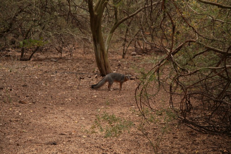 Gray Fox by the Chilian Palo Verde Trees