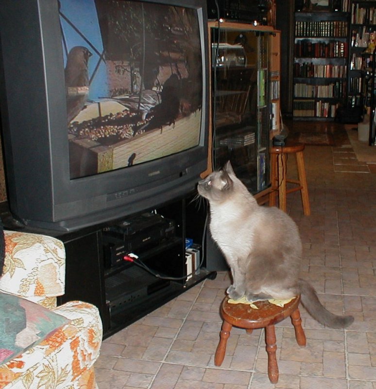 Boojum watching the TV