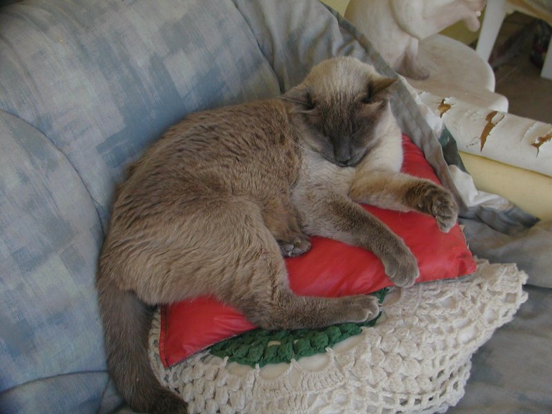 Boojum sleeping on the glider