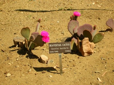 We planted some Beaver Tail prickly pear in the cactus garden this year