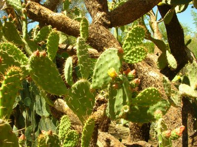 Opuntia species