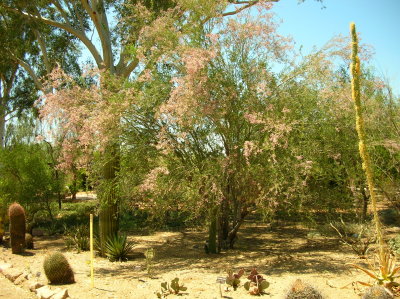 Native Ironwood flowering