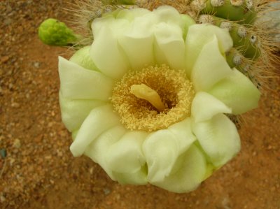 Flowering saguaro arm in the cactus garden
