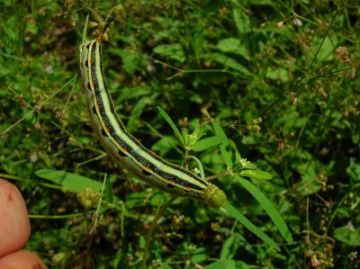 Pretty caterpillar