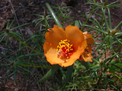  Copper Purslane - Portulaca suffrutescens