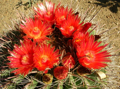 Barrel Cactus flowering - Ferocactus emoryi.JPG