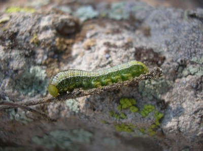 Snout butterfly caterpillar