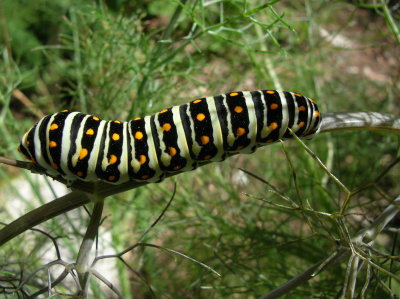 Black Swallowtail caterpillar feeding on fennel in the Herb Garden
