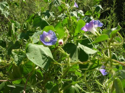 Morning Glory species