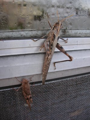 Big grasshopper and smaller one on the propagation greenhouse door