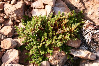 Resurrection fern