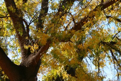 Chinese pistachio tree