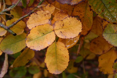 Autumn colored rose leaves