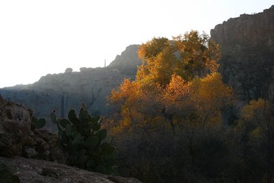 Bottom of the switchbacks - looking eastward at a cottonwood in Queen Creek