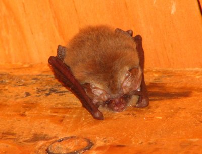 Sleepy Townsends big-eared bat in the woolshed