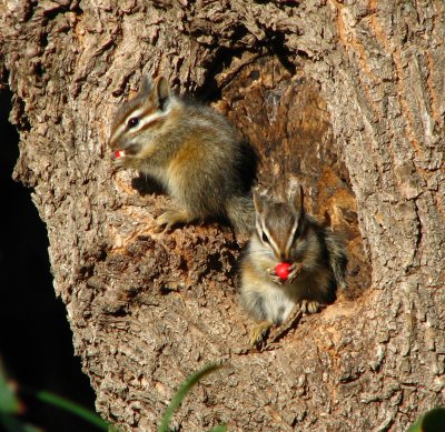 Baby chipmunks eating Nandina berries
