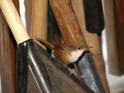 Mama Canyon wren keeping an eye on her babies in the tool crib. There were about 5 of them!