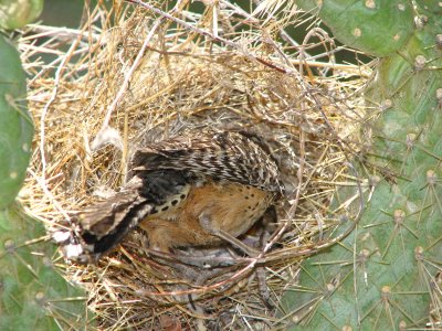 Cactus wren feeding babies