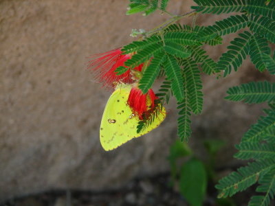 Butterfly on Red Fairy Duster
