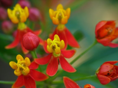 Milkweed flower in the hummingbird/butterfly garden