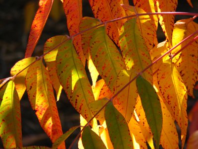 Chinese Pistachio leaves