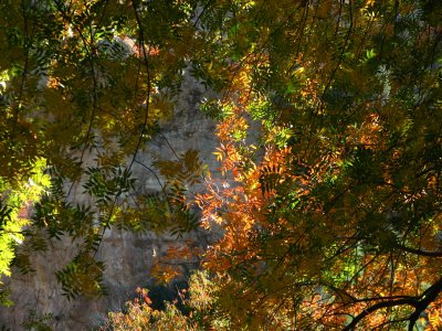 Autumn-colored Chinese Pistachio leaves