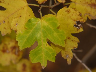 Fall color - Texas Mulberry