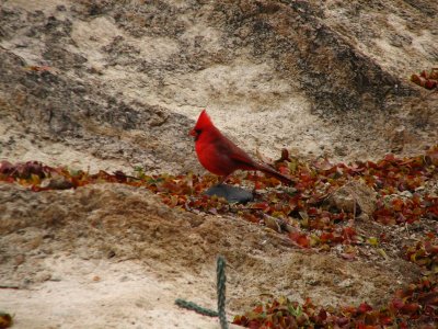 Cardinal in the canyon