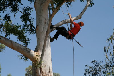 WCISA Tree Climbing Championships at Boyce Thompson Arboretum May 2007
