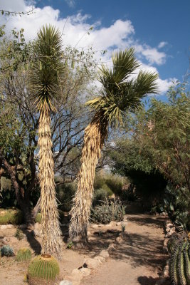 Two very old Yucca valida
