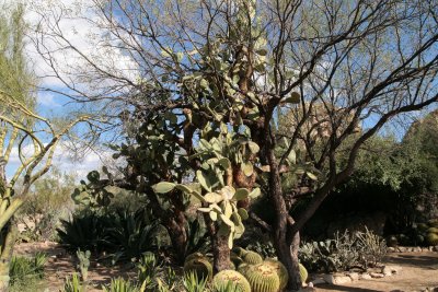 Two very old Opuntia leucotricha in the Cactus Garden